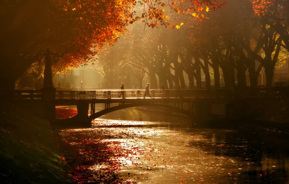 Осень, деревья, мост, канал, Дюссельдорф, Королевская аллея