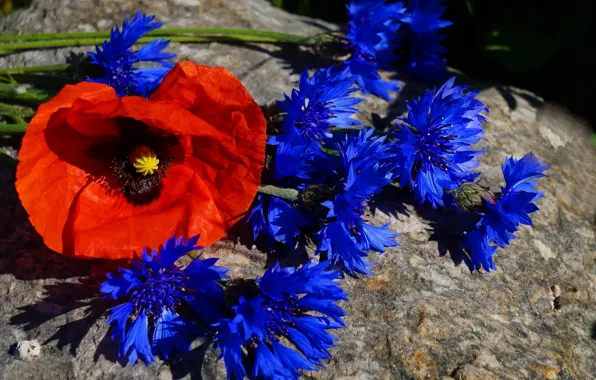 Flower, poppy, cornflowers, blooming
