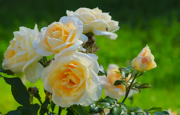 Flower, garden, roses