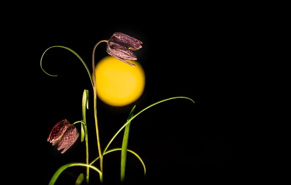 Цветы, природа, фон