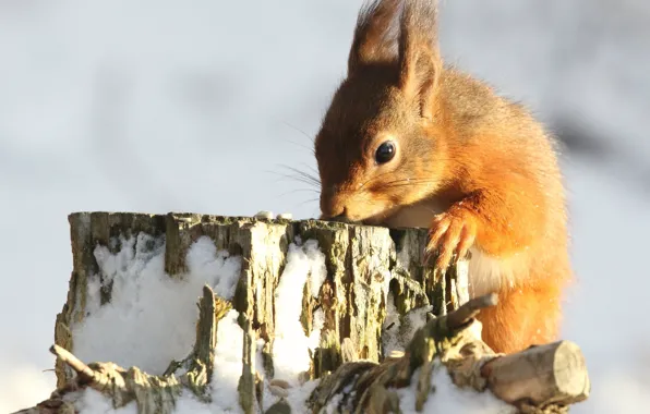 Картинка зима, свет, снег, природа, поза, пень, белка