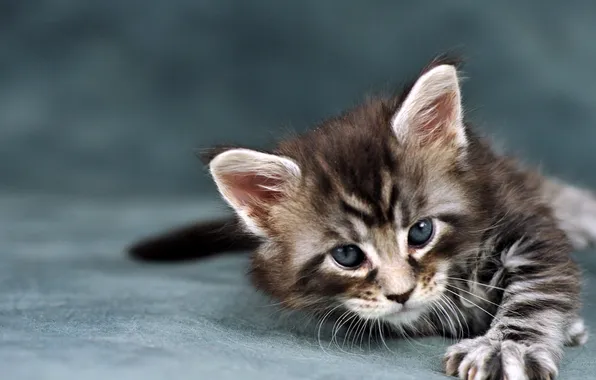 Картинка Wallpaper, Cat, Tablets
