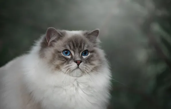 Кошка, кот, взгляд, природа, фон, портрет, голубые глаза, мордашка