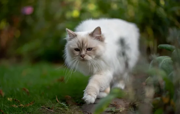 Картинка зелень, кошка, белый, лето, кот, взгляд, поза, размытие