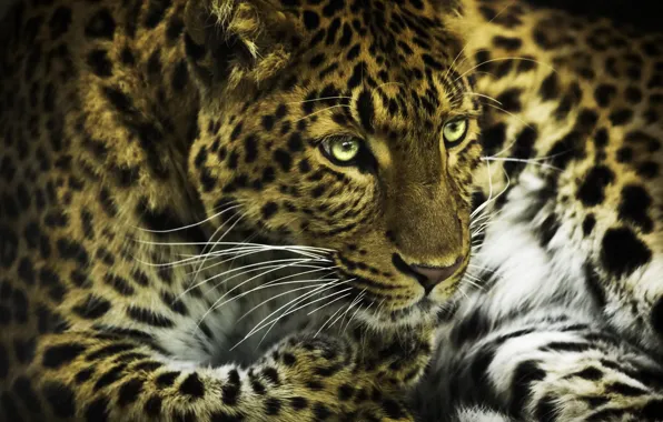 Картинка морда, фотошоп, лапы, леопард, хищная кошка