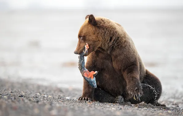 Картинка поза, берег, рыбалка, рыба, медведь, сидит, водоем, добыча
