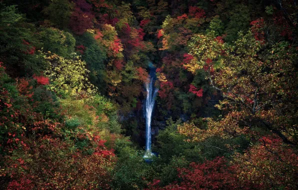 Картинка осень, лес, деревья, ветки, природа, листва, водопад, Япония