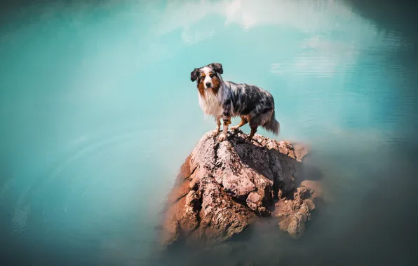 Картинка море, скала, собака