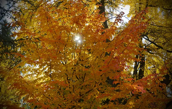 Картинка Осень, Деревья, Листья, Fall, Autumn, Colors, Trees