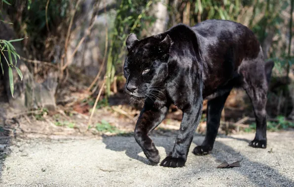 Картинка хищник, пантера, прогулка, дикая кошка, черный ягуар