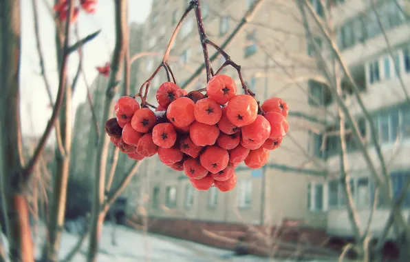Картинка зима, ягоды, рябина