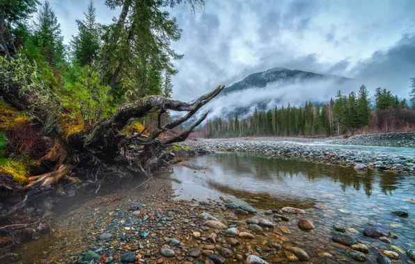 River, trees, fog, stones