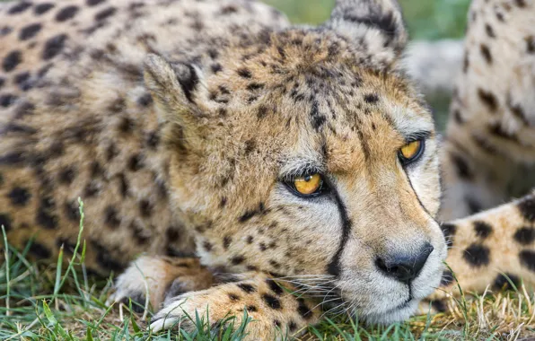 Кошка, морда, гепард, ©Tambako The Jaguar