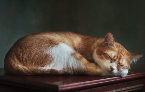 Картинка кошка, кот, поза, сон, спит, лежит, рыжая, комод