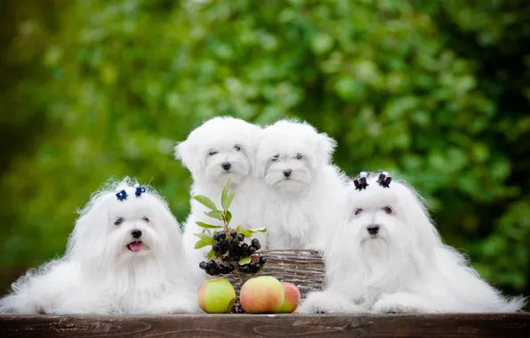 Картинка собаки, ягоды, яблоки, щенки, квартет