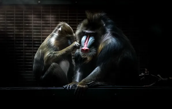 Фон, обезьяны, Alpha Mandrill
