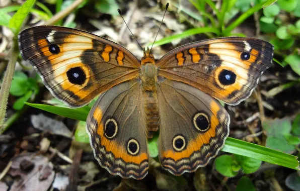 Природа, узор, бабочка, крылья, насекомое, мотылек