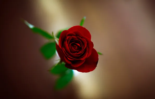 Картинка цветок, цветы, фон, обои, размытие, wallpaper, красная роза, flower