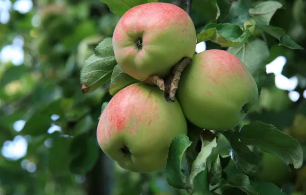 Природа, яблоки, яблоко, еда, утро, сад, деревня, яблоня