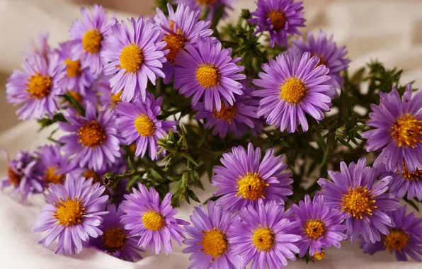 Flower, blooming, aster