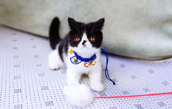 Кошка, украшения, котенок, фон, игрушка, глазки, маленький, перс
