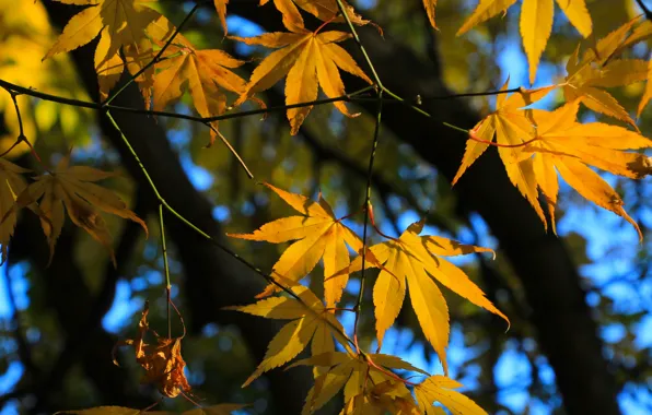 Autumn, tree, leaf, fall