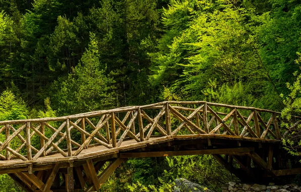 Лес, деревья, мост