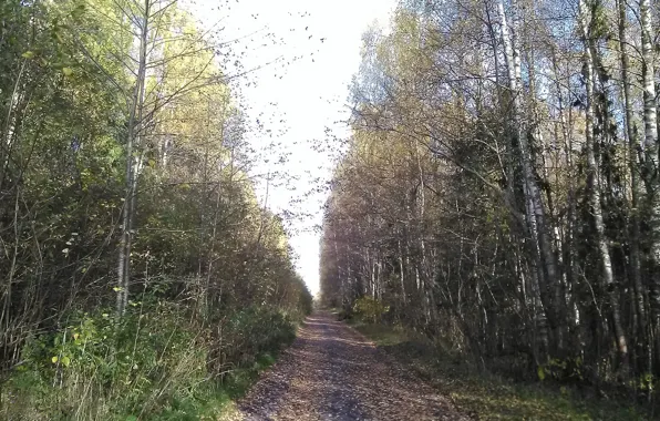 Осень, листопад, дорога в даль
