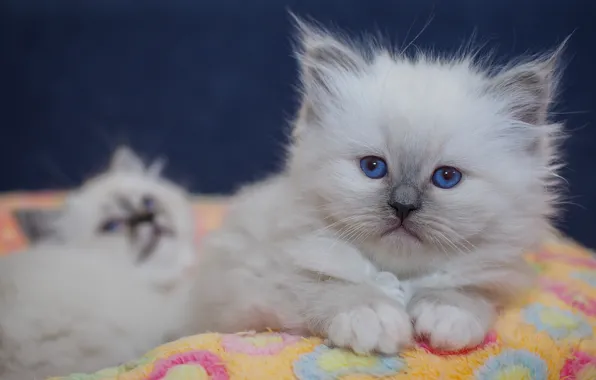 Кошка, взгляд, кошки, поза, котенок, портрет, лапки, котята