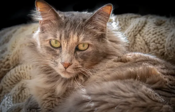 Глаза, кот, шерсть