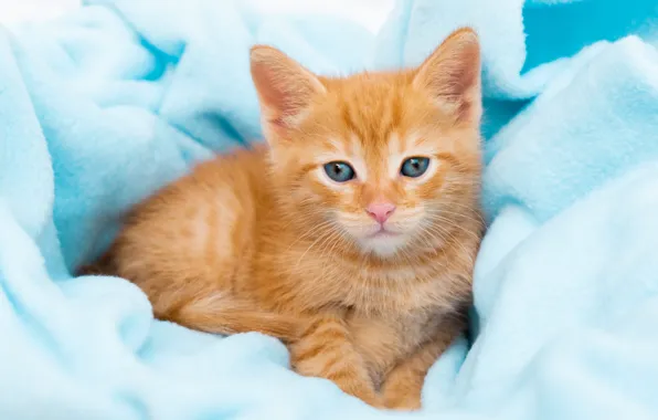 Кошка, котенок, портрет, малыш, рыжий, мордочка, лежит, плед
