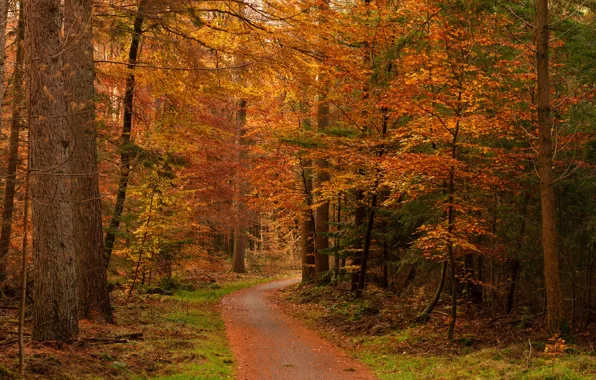 Осень, лес, дорожка, краски осени