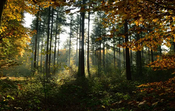 Картинка осень, лес, солнце, лучи, свет, деревья, ветки, заросли
