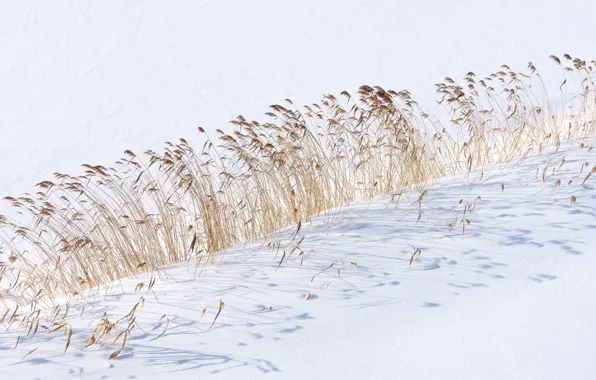 Japan, Hokkaido, Sapporo, Moerenuma Park