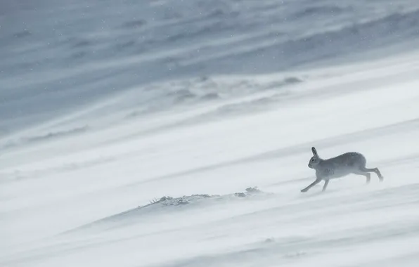 Картинка зима, снег, природа, заяц, склон, бег, снегопад