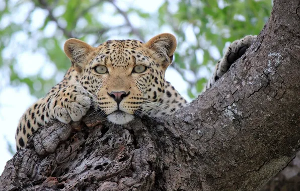 Взгляд, дерево, отдых, леопард, leopard, tree, sight, rest