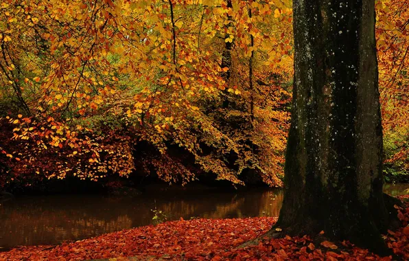 Картинка осень, вода, природа, дерево, листва, ствол