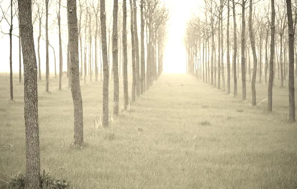 Деревья, туман, утро