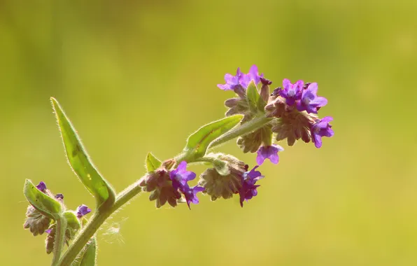 Flower, blue, blooming