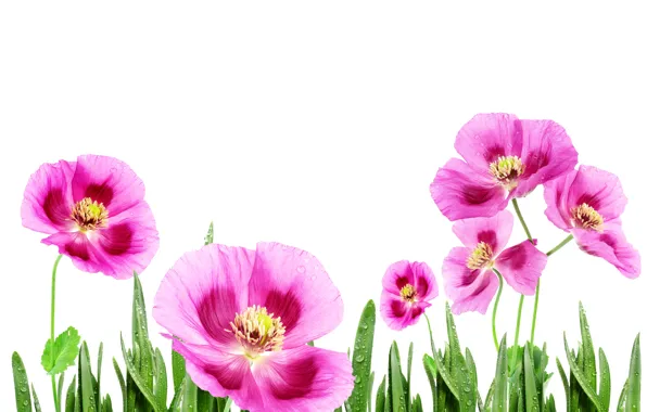 Pink, beatuful, fiowers