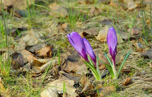Flower, spring, crocus