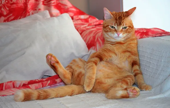 Картинка кошка, кот, взгляд, морда, поза, фон, диван, отдых
