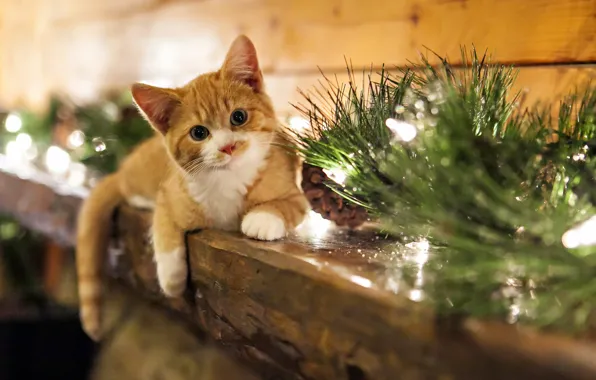 Картинка кошка, дом, праздник