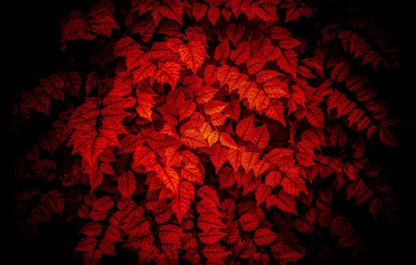 Листья, освещение, красное на черном