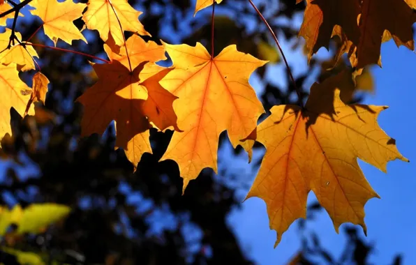 Осень, листья, деревья, ветки, синий, желтый