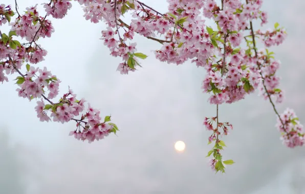 Картинка солнце, макро, цветы, дерево, вечер, Сакура, розовые, блик