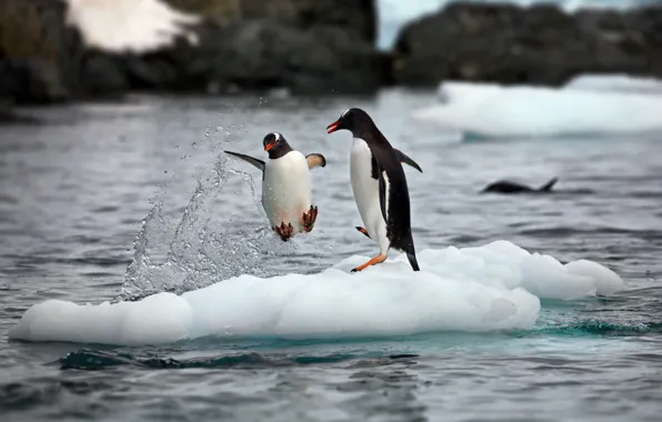 Картинка снег, брызги, природа, океан, пингвины, льды, пара, Антарктика