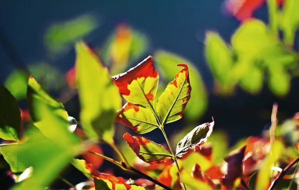 Осень, листья, оранжевые листья, сухие листья