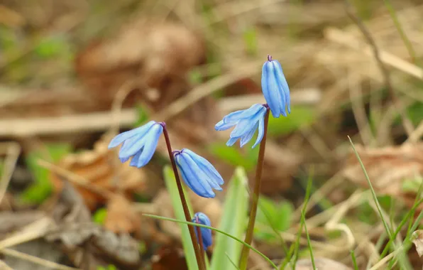 Flower, blue, Siberian squill