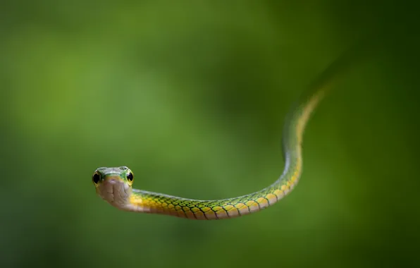 Snake, nature, Leptophis bocourti